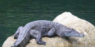 cá sấu số mấy