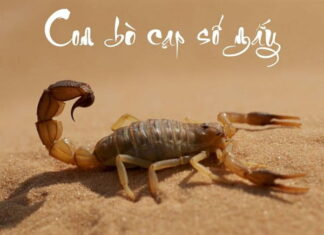 Con bọ cạp số mấy? Giải mã ý nghĩa con bọ cạp và điềm báo
