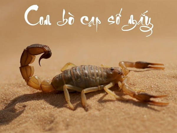 Con bọ cạp số mấy? Giải mã ý nghĩa con bọ cạp và điềm báo