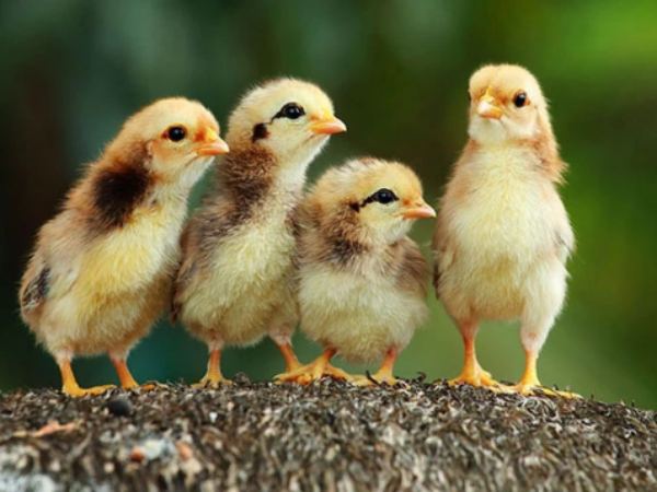 Ý nghĩa biểu tượng của con gà trong dân gian