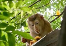 Con khỉ số mấy, số gì? Nằm mơ thấy con khỉ hên hay xui? Con khỉ số mấy, số gì? Nằm mơ thấy con khỉ hên hay xui?