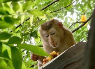 Con khỉ số mấy, số gì? Nằm mơ thấy con khỉ hên hay xui?