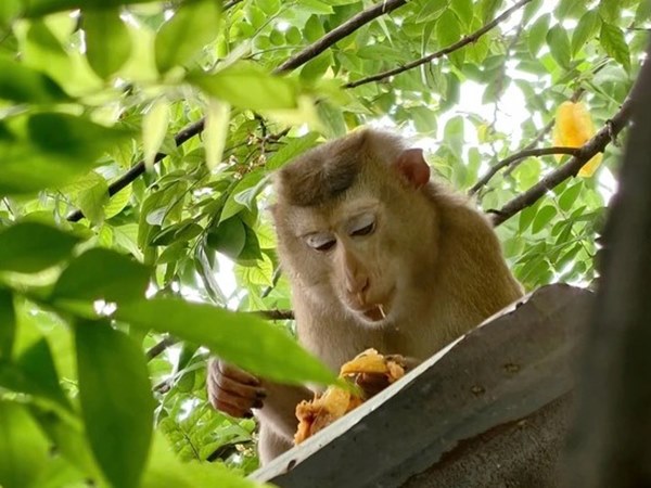 Con khỉ số mấy, số gì? Nằm mơ thấy con khỉ hên hay xui?