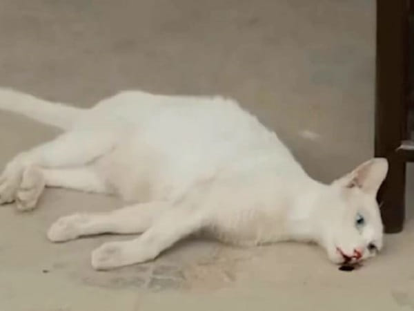 Giải mã chi tiết khi mơ thấy mèo chết