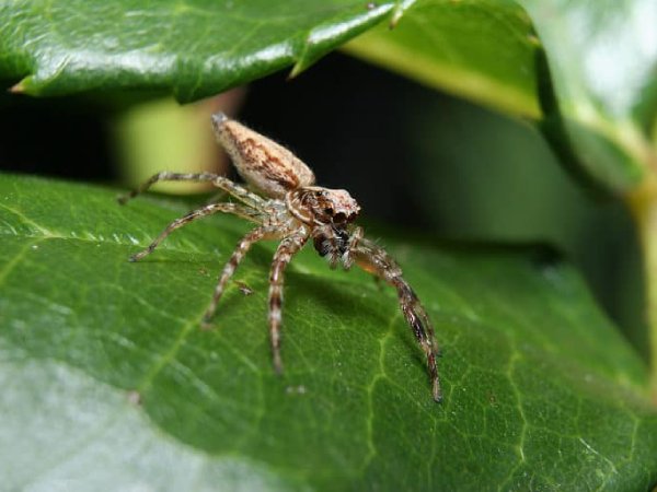 Con nhện là số mấy?