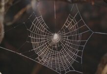 Con nhện là số mấy