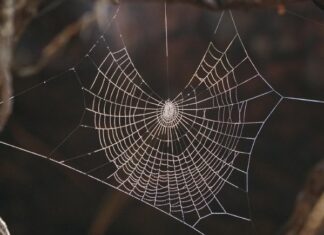 Con nhện là số mấy