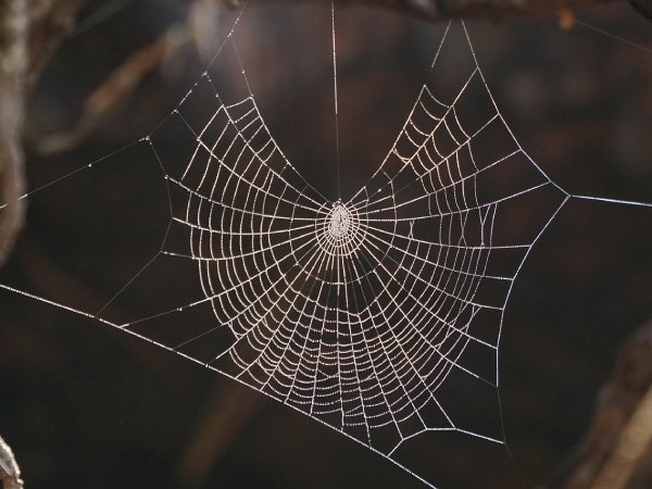 Con nhện là số mấy và ý nghĩa con nhện trong đời sống?