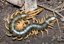 Luận giải con rết số mấy trong từng trường hợp cụ thể