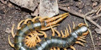 Luận giải con rết số mấy trong từng trường hợp cụ thể