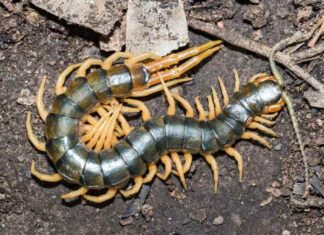 Luận giải con rết số mấy trong từng trường hợp cụ thể