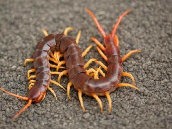 Phân tích con rết có ý nghĩa gì trong ngũ hành và chiêm tinh