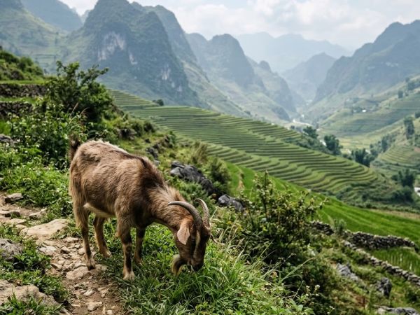 Con số may mắn ngày 30 tháng 4 thứ 5 của tuổi Mùi