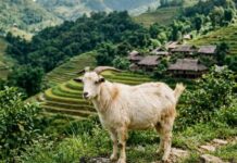 Con số may mắn ngày 30 tháng 4 thứ 5 của tuổi Mùi