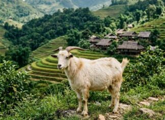 Con số may mắn ngày 30 tháng 4 thứ 5 của tuổi Mùi