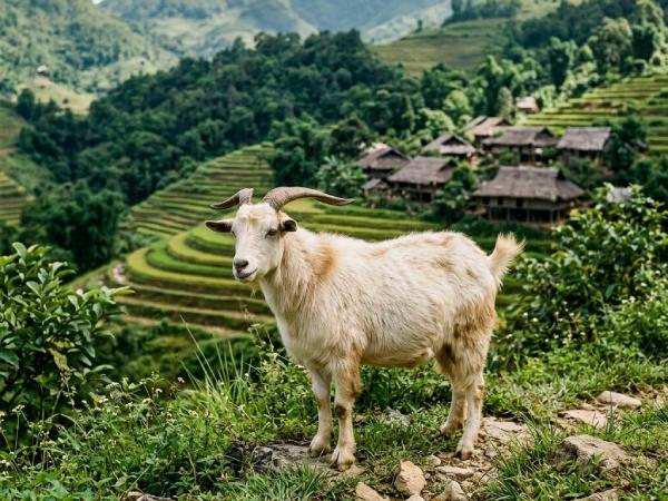 Con số may mắn ngày 30 tháng 4 thứ 5 của tuổi Mùi