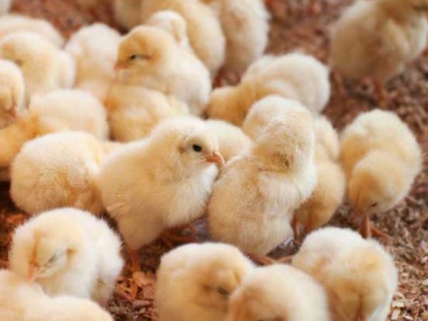 Gà con số mấy theo giải mã giấc mơ