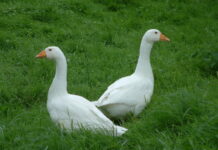 Lý giải nằm mơ thấy con ngỗng số mấy, là điềm hên hay xui?