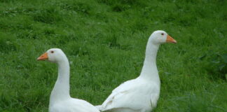 Lý giải nằm mơ thấy con ngỗng số mấy, là điềm hên hay xui?