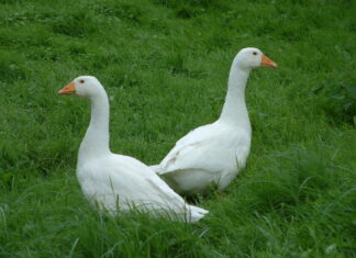 Lý giải nằm mơ thấy con ngỗng số mấy, là điềm hên hay xui? Lý giải nằm mơ thấy con ngỗng số mấy, là điềm hên hay xui?