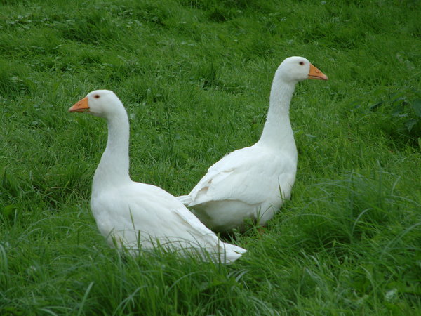 Lý giải nằm mơ thấy con ngỗng số mấy, là điềm hên hay xui?