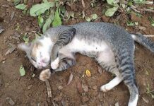 Luận con mèo chết số mấy và ý nghĩa giấc mơ thấy mèo chết