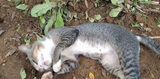 Luận con mèo chết số mấy và ý nghĩa giấc mơ thấy mèo chết