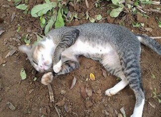 Luận con mèo chết số mấy và ý nghĩa giấc mơ thấy mèo chết