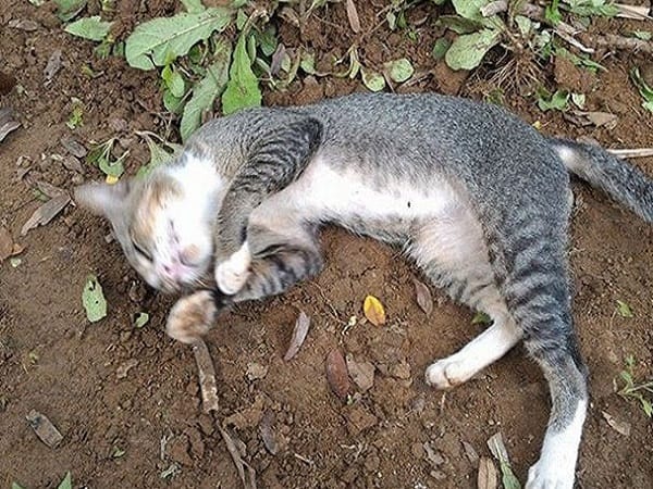 Luận con mèo chết số mấy và ý nghĩa giấc mơ thấy mèo chết