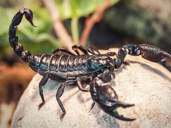 Nằm mơ thấy con bọ cạp là điềm gì?