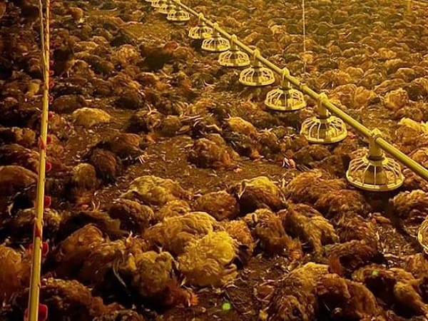 Ý nghĩa của hình ảnh gà chết trong dân gian